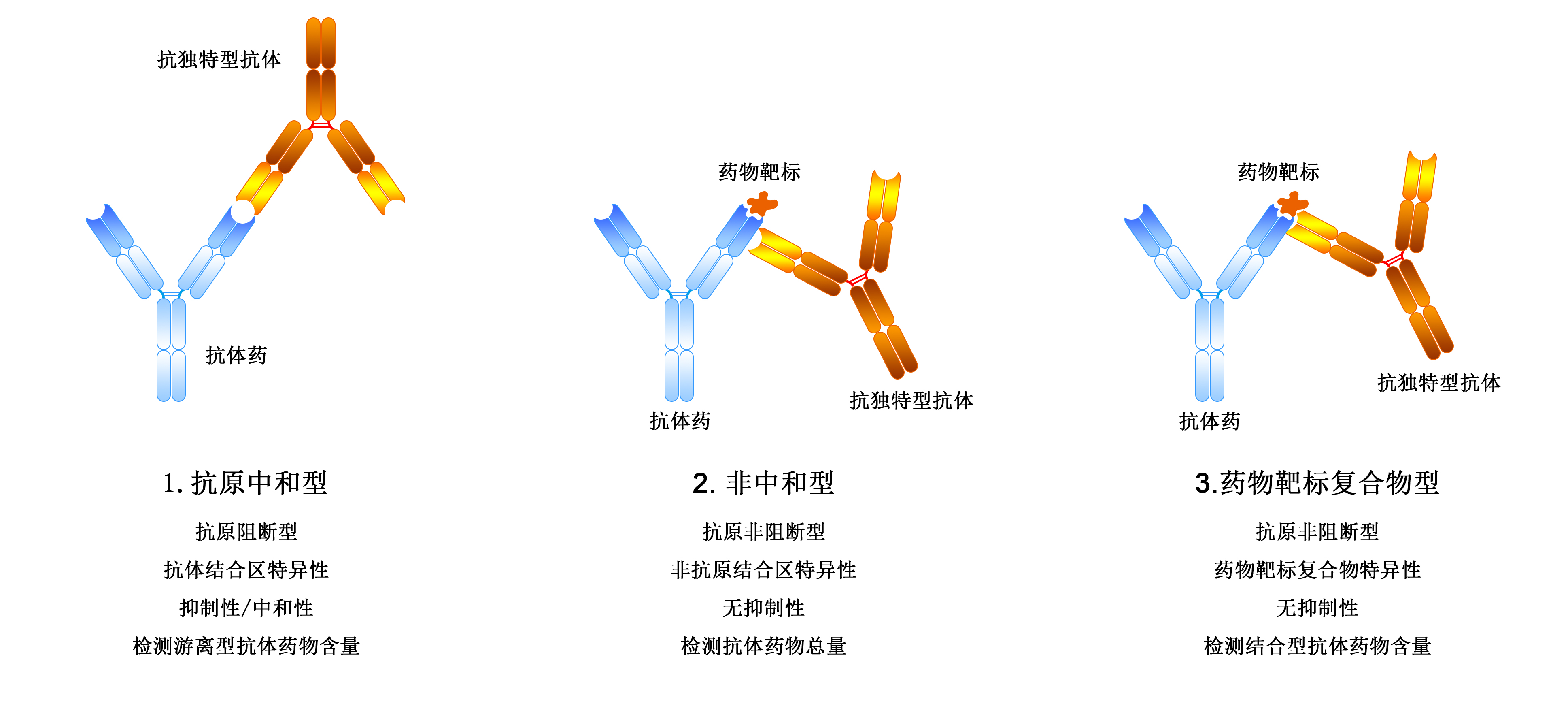 抗独特型抗体.jpg